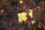 Mexican primrose-willow